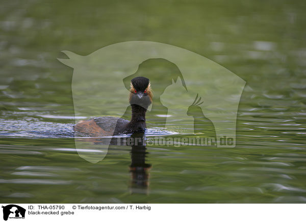 Schwarzhalstaucher / black-necked grebe / THA-05790