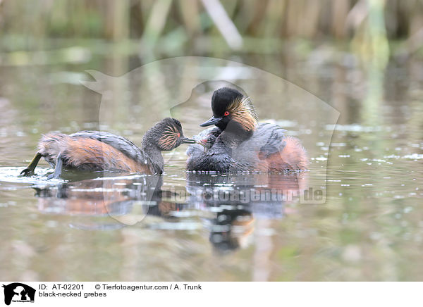 Schwarzhalstaucher / black-necked grebes / AT-02201