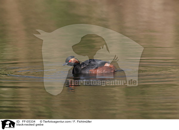 Schwarzhalstaucher / black-necked grebe / FF-05334