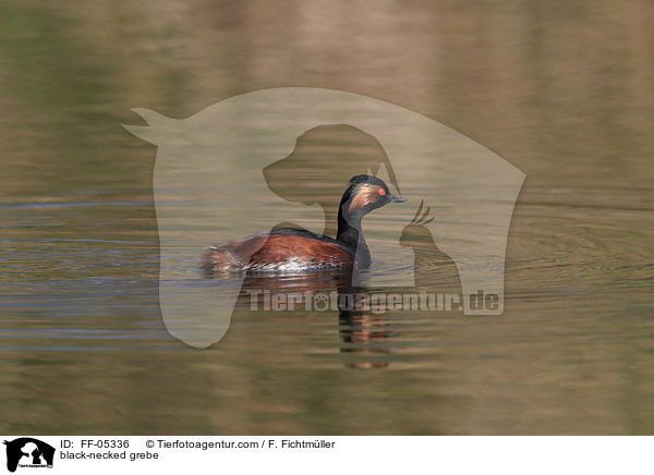 Schwarzhalstaucher / black-necked grebe / FF-05336