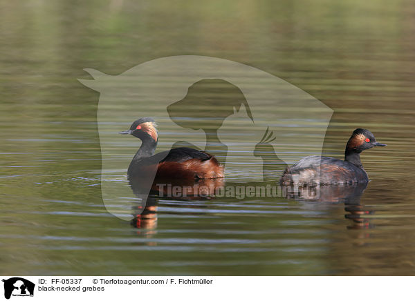 Schwarzhalstaucher / black-necked grebes / FF-05337