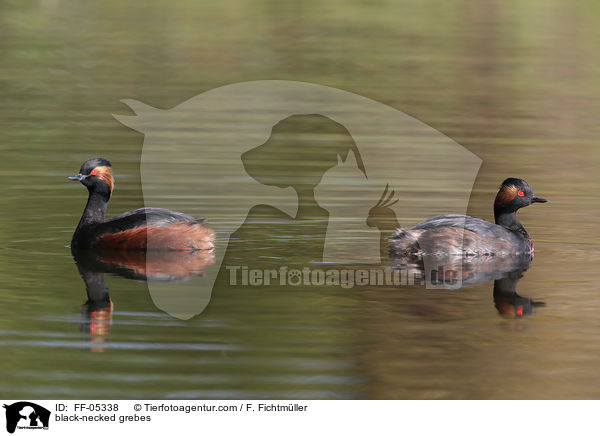 Schwarzhalstaucher / black-necked grebes / FF-05338