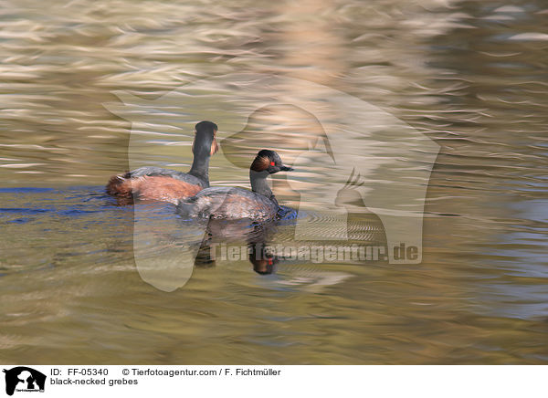 Schwarzhalstaucher / black-necked grebes / FF-05340