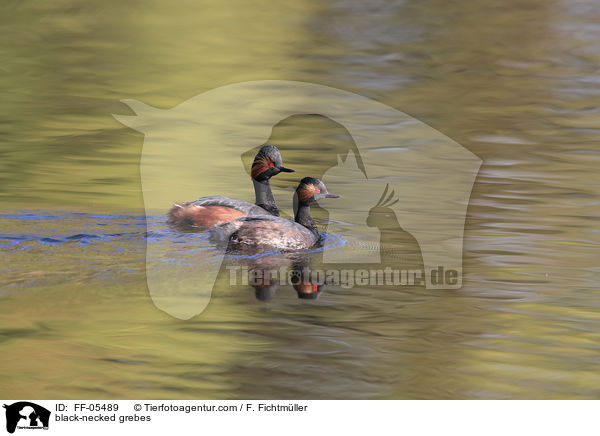 Schwarzhalstaucher / black-necked grebes / FF-05489