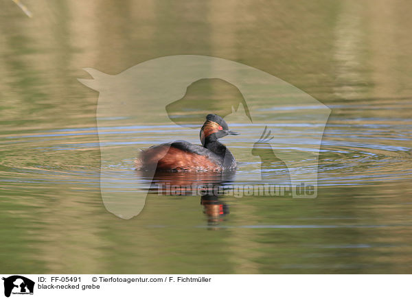 black-necked grebe / FF-05491