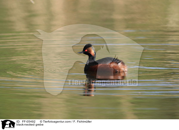 black-necked grebe / FF-05492