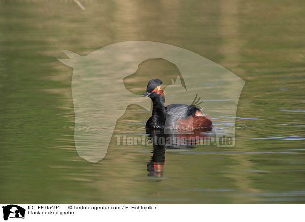 black-necked grebe / FF-05494