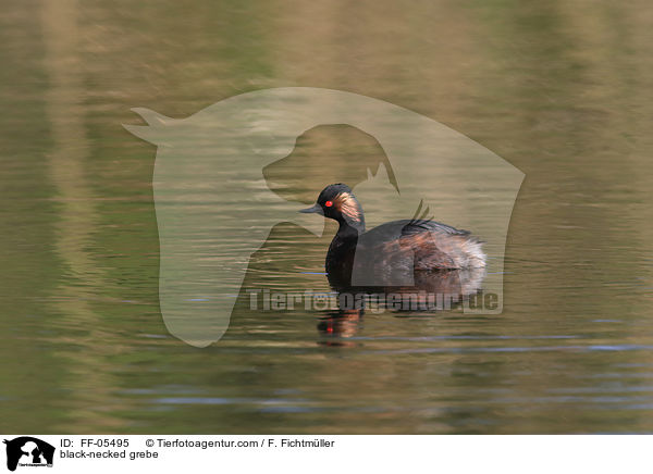 black-necked grebe / FF-05495