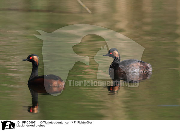 black-necked grebes / FF-05497