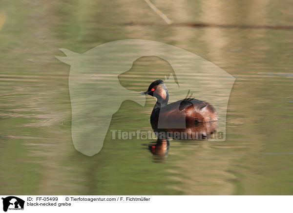 black-necked grebe / FF-05499