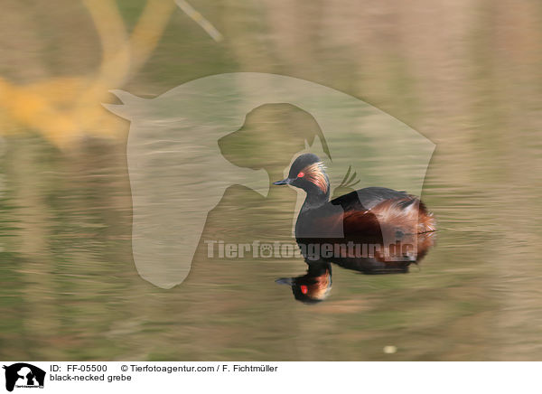 black-necked grebe / FF-05500