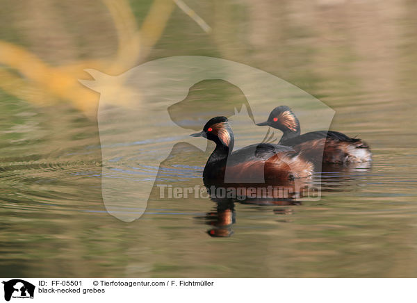 Schwarzhalstaucher / black-necked grebes / FF-05501
