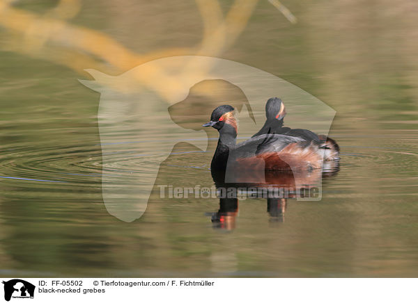 black-necked grebes / FF-05502