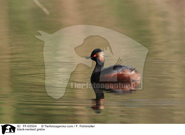 black-necked grebe / FF-05504