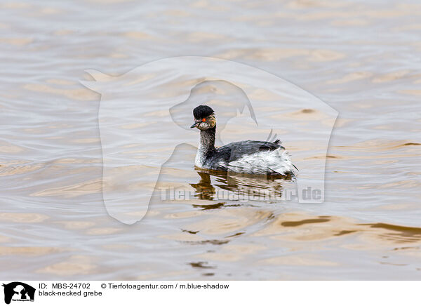 black-necked grebe / MBS-24702