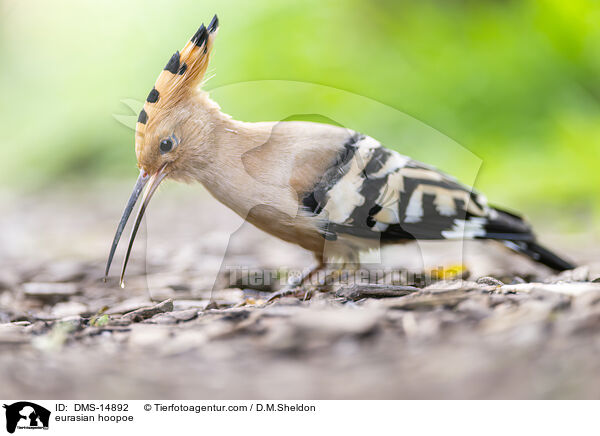 Wiedehopf / eurasian hoopoe / DMS-14892