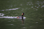 black-necked grebe