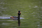 black-necked grebe