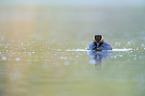 black-necked grebe