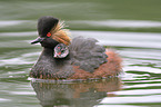 black-necked grebes