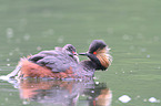 black-necked grebes