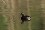 black-necked grebe