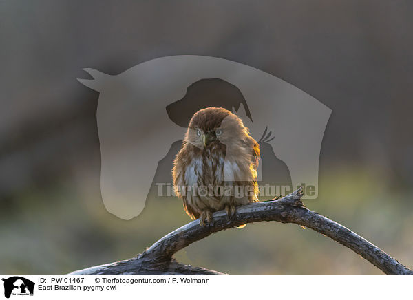 East Brazilian pygmy owl / PW-01467