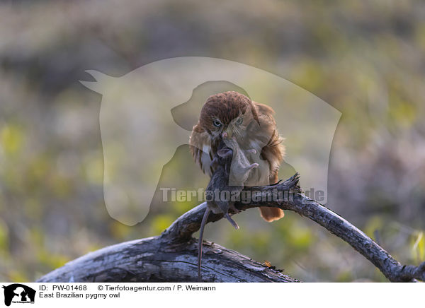 Kleinst-Zwergkauz / East Brazilian pygmy owl / PW-01468