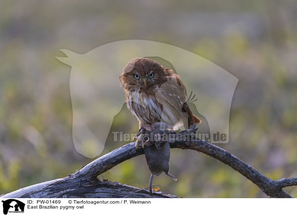 Kleinst-Zwergkauz / East Brazilian pygmy owl / PW-01469