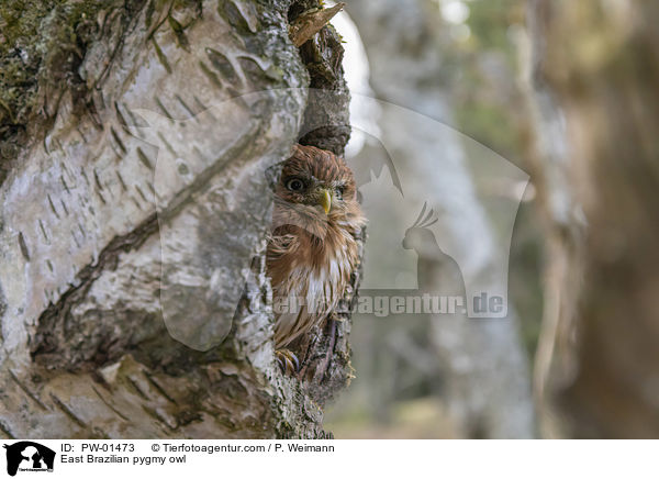 Kleinst-Zwergkauz / East Brazilian pygmy owl / PW-01473