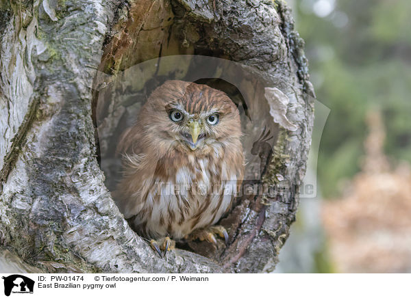 Kleinst-Zwergkauz / East Brazilian pygmy owl / PW-01474