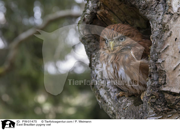 Kleinst-Zwergkauz / East Brazilian pygmy owl / PW-01475
