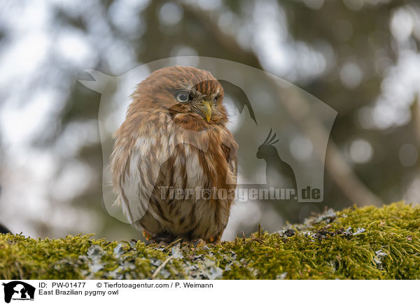 Kleinst-Zwergkauz / East Brazilian pygmy owl / PW-01477