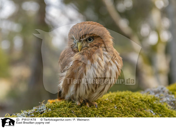 Kleinst-Zwergkauz / East Brazilian pygmy owl / PW-01478