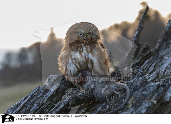 Kleinst-Zwergkauz / East Brazilian pygmy owl / PW-01479