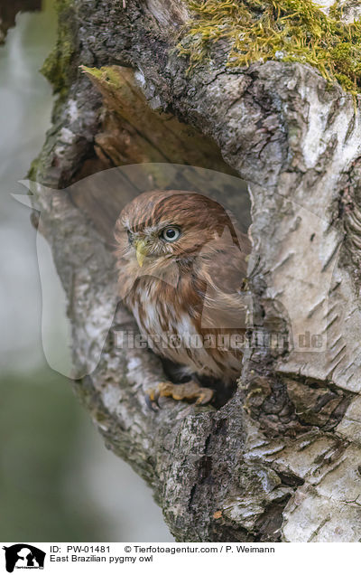 Kleinst-Zwergkauz / East Brazilian pygmy owl / PW-01481