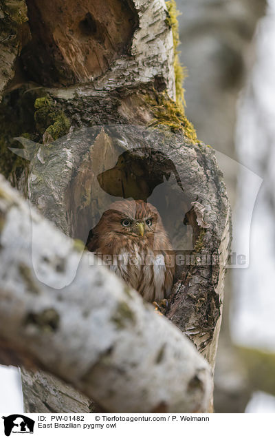 Kleinst-Zwergkauz / East Brazilian pygmy owl / PW-01482