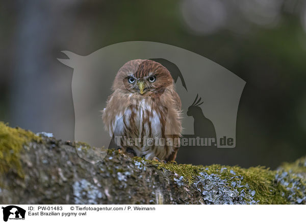 Kleinst-Zwergkauz / East Brazilian pygmy owl / PW-01483