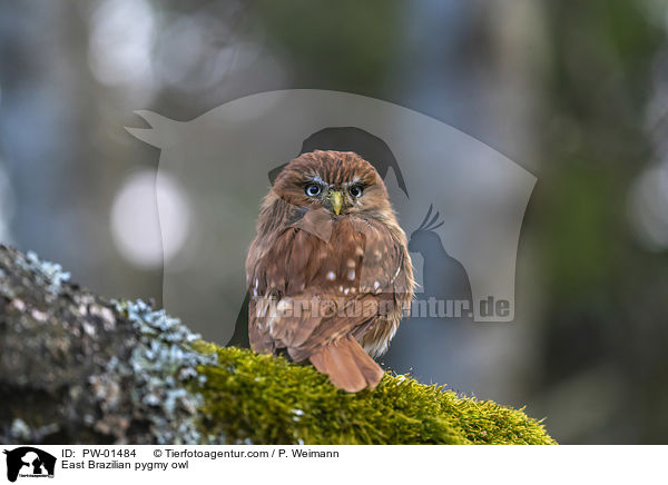 Kleinst-Zwergkauz / East Brazilian pygmy owl / PW-01484