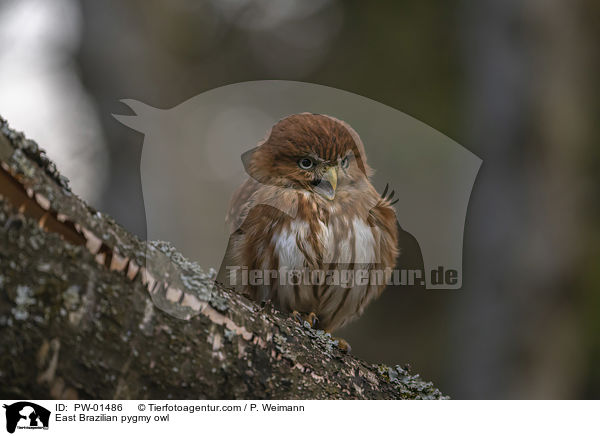 East Brazilian pygmy owl / PW-01486