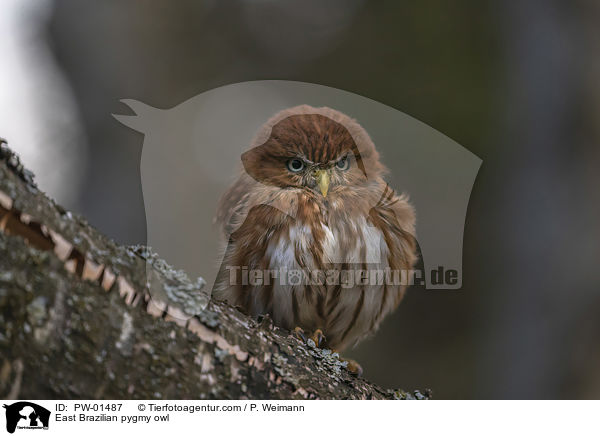 Kleinst-Zwergkauz / East Brazilian pygmy owl / PW-01487