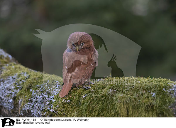Kleinst-Zwergkauz / East Brazilian pygmy owl / PW-01488