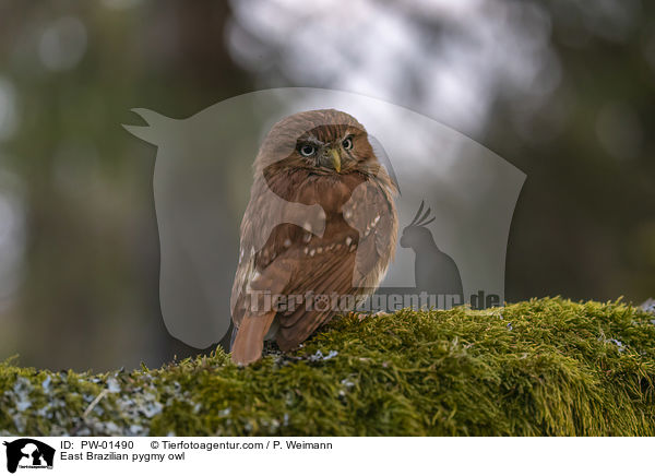 Kleinst-Zwergkauz / East Brazilian pygmy owl / PW-01490