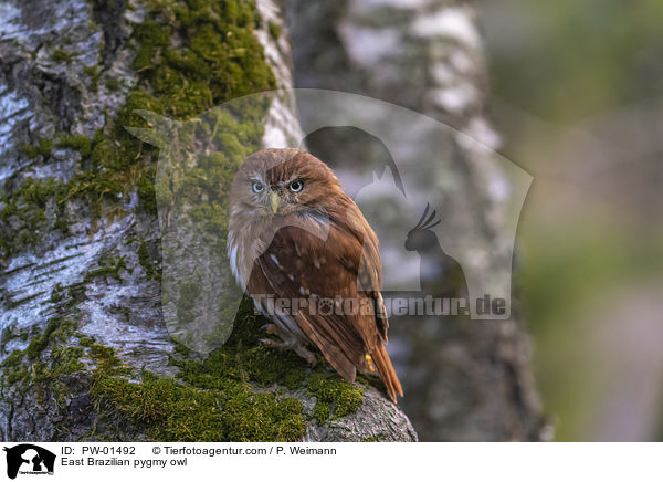 Kleinst-Zwergkauz / East Brazilian pygmy owl / PW-01492