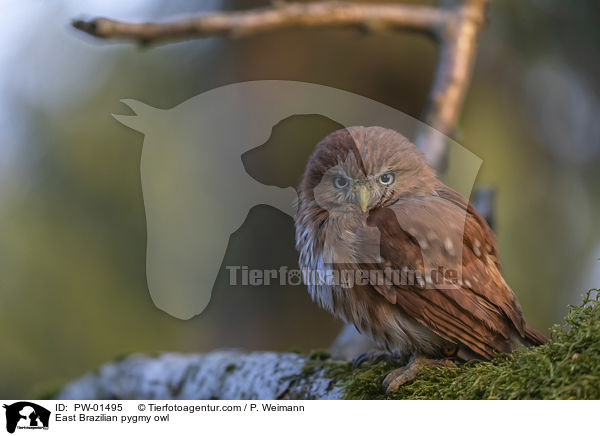 East Brazilian pygmy owl / PW-01495