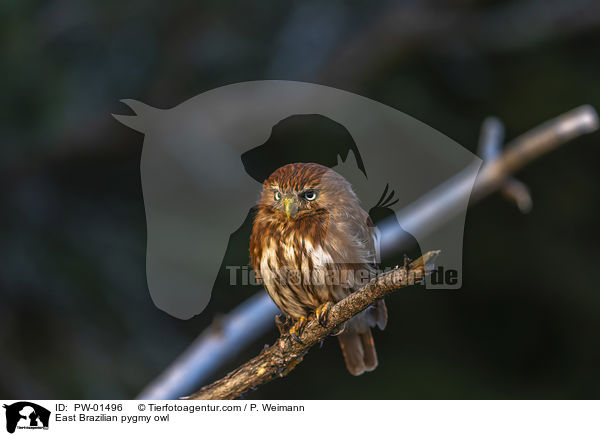 Kleinst-Zwergkauz / East Brazilian pygmy owl / PW-01496