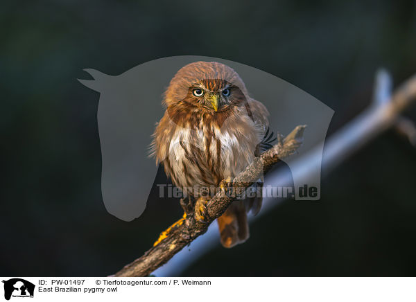 Kleinst-Zwergkauz / East Brazilian pygmy owl / PW-01497