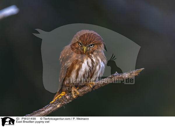 Kleinst-Zwergkauz / East Brazilian pygmy owl / PW-01498