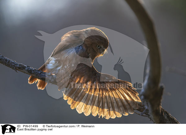 Kleinst-Zwergkauz / East Brazilian pygmy owl / PW-01499
