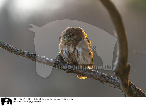Kleinst-Zwergkauz / East Brazilian pygmy owl / PW-01500